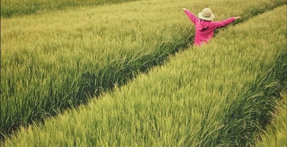 Genetic modification a crucial tool in feeding the world Genetic modification a crucial tool in feeding the world