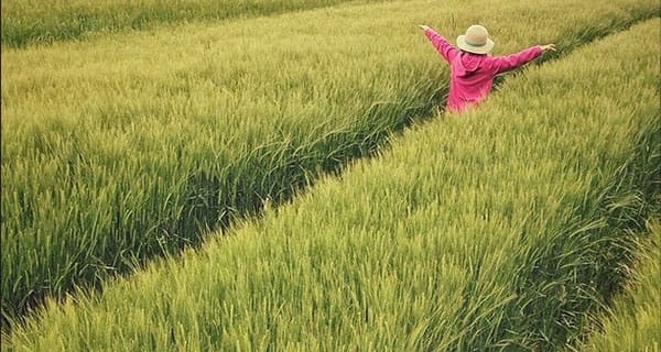 Genetic modification a crucial tool in feeding the world Genetic modification a crucial tool in feeding the world