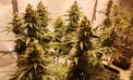 Navigating the cannabis cultivation question when buying real estate Navigating the cannabis cultivation question when buying real estate