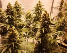 Navigating the cannabis cultivation question when buying real estate Navigating the cannabis cultivation question when buying real estate
