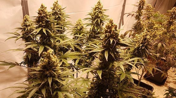 Navigating the cannabis cultivation question when buying real estate Navigating the cannabis cultivation question when buying real estate