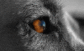 The fundamental flaw in coaching by instinct The fundamental flaw in coaching by instinct