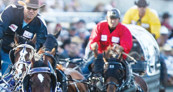 Stampede chuckwagon canvas auction totals up this year Stampede chuckwagon canvas auction totals up this year