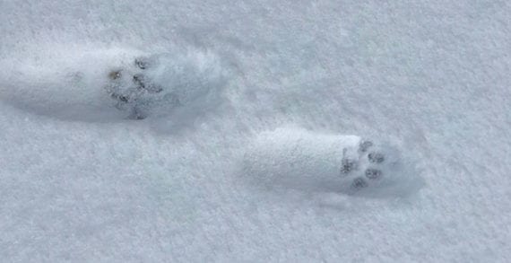 You never really know what’s following you until it snows You never really know what’s following you until it snows