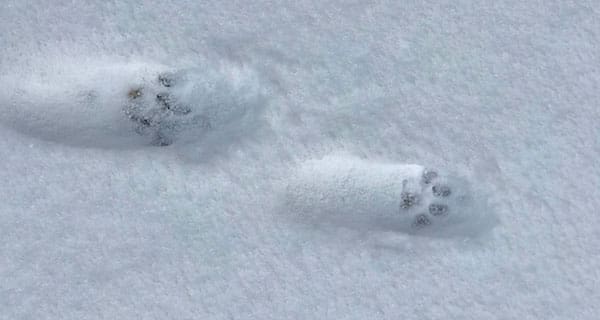 You never really know what’s following you until it snows You never really know what’s following you until it snows