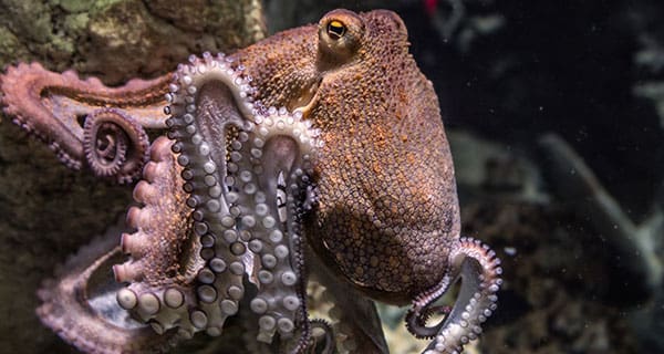 octopus Inappropriate employee expense claims on the rise in Canada