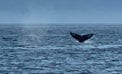A whale of a shift in seasons on the West Coast A whale of a shift in seasons on the West Coast