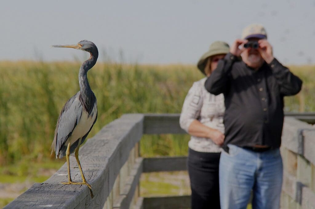 An aloof heron refuses to watch the bird-watchers