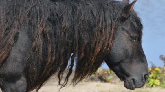 The amazing wild horses of Sable Island