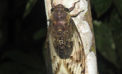 Cicada Serenaded by cicadas