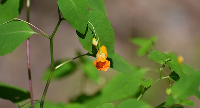 Jewelweed Dorset