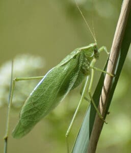 crickets and grasshoppers, sing, temperature