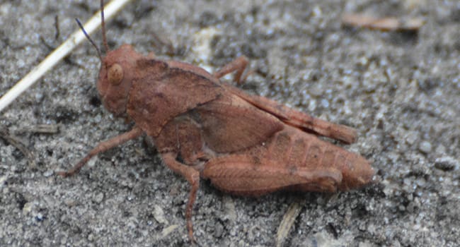 crickets and grasshoppers, sing, temperature