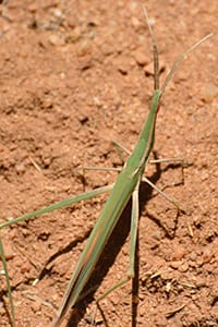 crickets and grasshoppers, sing, temperature