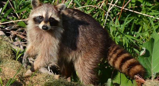 racoon nature wildlife Survival of the fittest, from a very young age