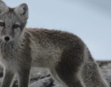 Iqaluit and beyond, through snow and ice