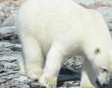 The polar bears were the showstoppers