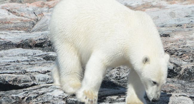 The polar bears were the showstoppers The polar bears were the showstoppers