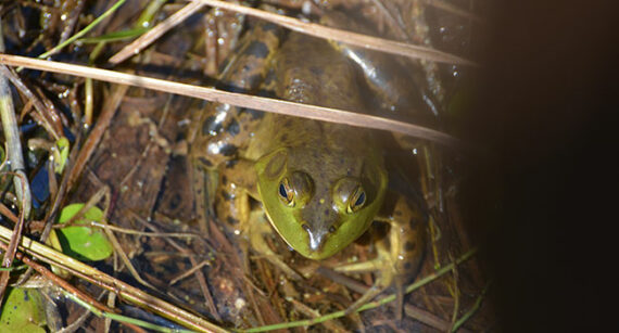 do frogs hibernate all winter