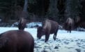 Bison Putting bison back where they belong heals land and people: researchers