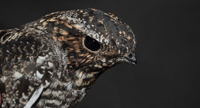 Tracking common nighthawks to shed light on declining populations