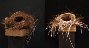 zebra finch birds nests