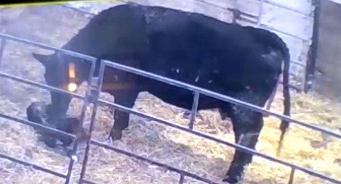Black Angus cow