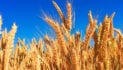 Wheat makes the world go round