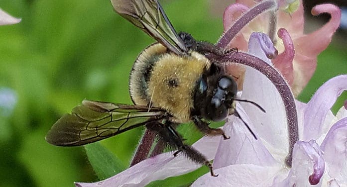 bumblebee insects nature bugs