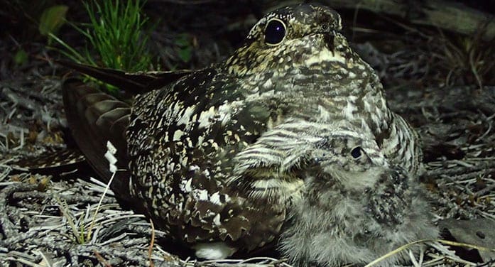 mother nightjar with chick