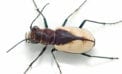 Cicindela formosa gibson beetle insect Student discovers threatened beetle is actually two separate subspecies