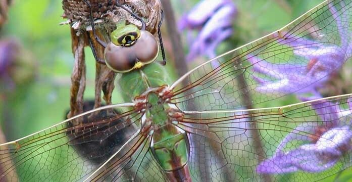 Common Green Darner dragonfly bugs insects When it gets cold, where do all the bugs go?