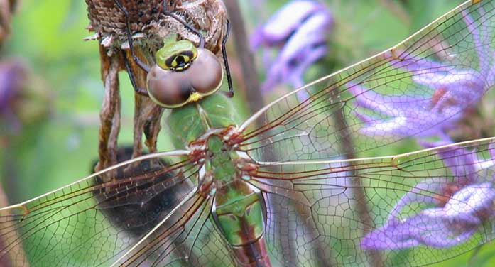 Common Green Darner dragonfly bugs insects