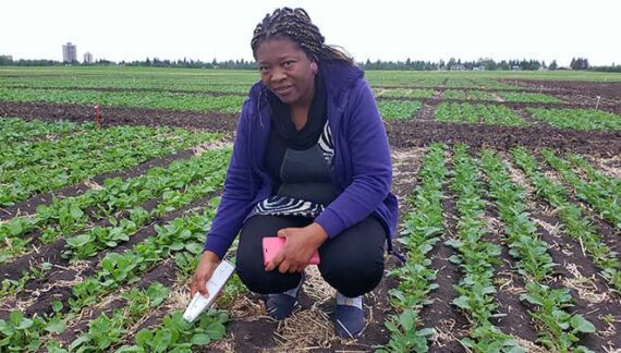 Research project explores new way to boost canola production