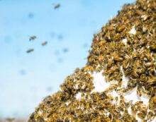 ConnecTour Chronicles: Out of the blue, an army on the prowl