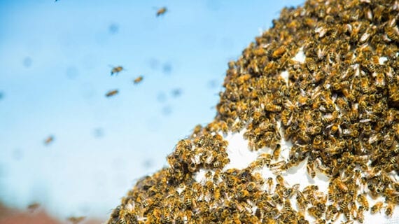 bee swarm insects nature ConnecTour Chronicles: Out of the blue, an army on the prowl