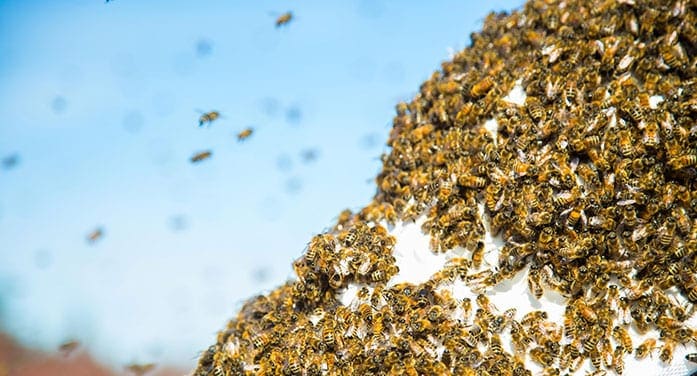 bee swarm insects nature