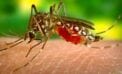 mosquito Biophysicists target mechanism that makes Zika virus so dangerous