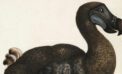 dodo bird It’s time for political welfare to go the way of the dodo bird