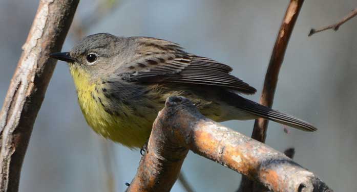 Kirtland's Warbler