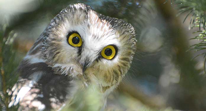 Northern saw-whet Owl nature wildlife bird
