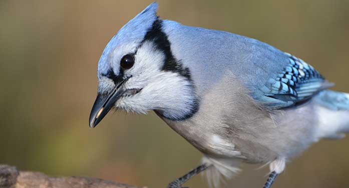blue jay bird wildlife nature animal