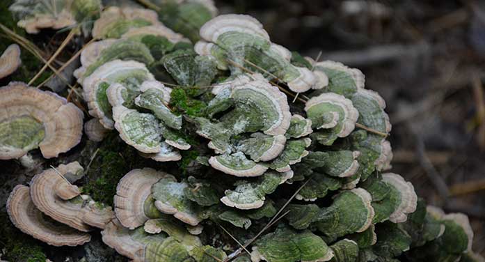 mushroom