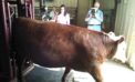 Graham Plastow leading team developing the armchair rancher app ‘Armchair rancher’ app helps beef producers get ahead of trends