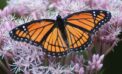 Viceroy Butterfly How animals use mimicry to survive and thrive