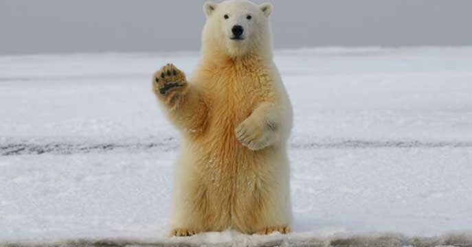 Arctic polar bear Climate change may well trigger Arctic development