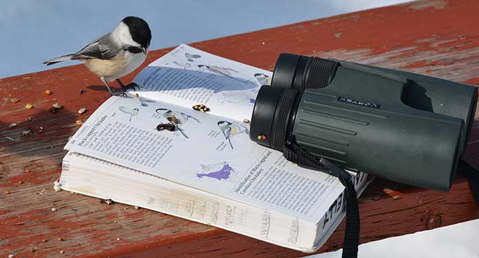 black-capped chickadee bird watching nature wildlife animals