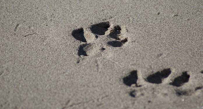 canid dog tracks nature sand