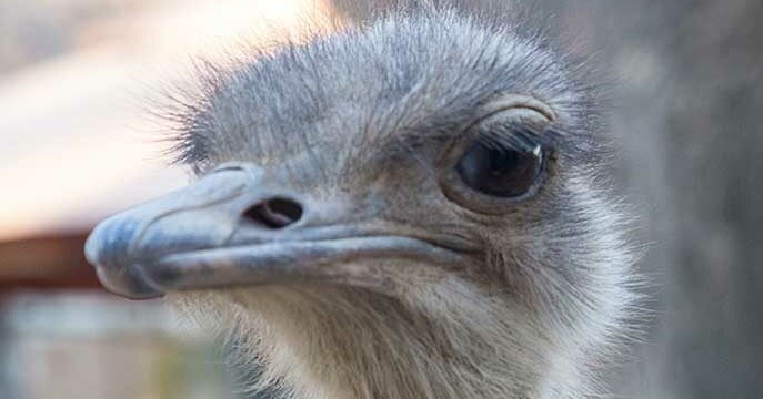 Ostrich Ostrich eggshell beads reveal oldest known social network