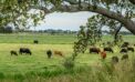 Grazing mirroring natural patterns protects grasslands from drought